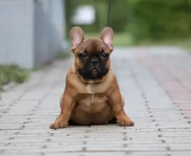 Felix - Francia bulldog eladó kiskutya