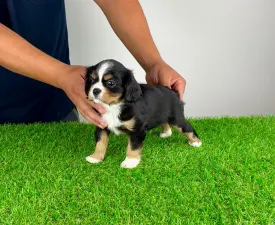 Veritas - Cavalier King Charles Spaniel Cățeluș de vânzare