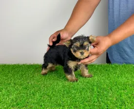 Amina - Yorkshire Terrier Puppy for sale