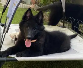 Gerőcsvári Fiby - Cane da pastore belga Cucciolo in vendita