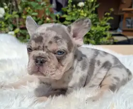 Henry - French Bulldog Puppy for sale