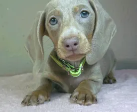 Arnold - Dachshund Puppy for sale
