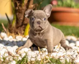 Napsugár - Französische Bulldogge Angebotener Welpe