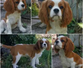 Dunken - Cavalier King Charles spániel eladó kiskutya