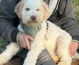 Zummi Gummi - Lagotto Romagnolo eladó kiskutya