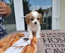 Kókusz - Cavalier King Charles Spaniel Chiot à vendre