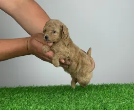 Viola - Poodle Toy Puppy for sale