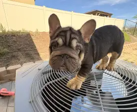 Moofawn - Französische Bulldogge Angebotener Welpe