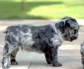 Steel Wing Bullz Ghost - Francuski buldog Štenci na prodaju