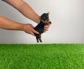Klex - Yorkshire Terrier Angebotener Welpe