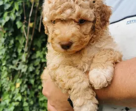 Xino - Romagna Water Dog Puppy for sale