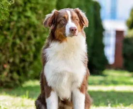 Balu - Ausztrál juhászkutya eladó kiskutya