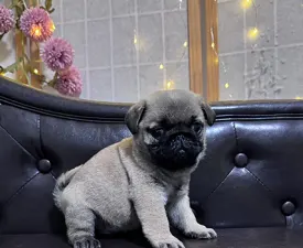 Texas - Pug Puppy for sale