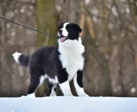 Gingers Heritage Dream Of The Golden Homesteads - Border Collie Puppy for sale