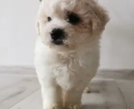 Willi Wonka - Bichon Frise Puppy for sale