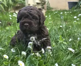 Aliszia - Lagotto Romagnolo eladó kiskutya