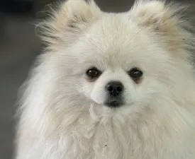 Azurkék-ragyogás Nato - Pomeranian eladó kiskutya