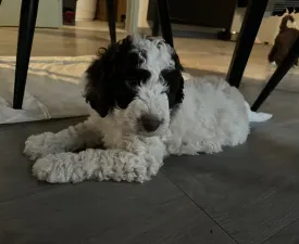 Corvo Rarior Albo - Spanish Waterdog Puppy for sale