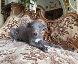 Oleg - Whippet Puppy for sale