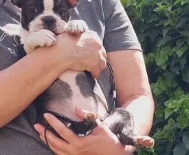 Jennifer - Boston Terrier Puppy for sale