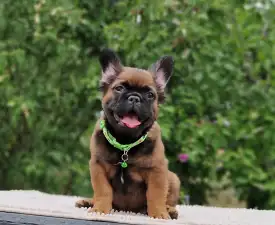Mókás  - French Bulldog Puppy for sale