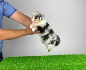 Tamy - Australian Shepherd Cucciolo in vendita