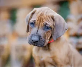 Vuyani - Rhodesian Ridgeback Angebotener Welpe