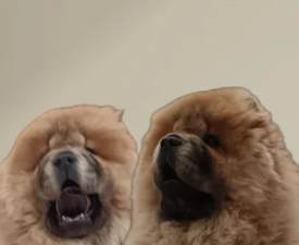 La Casa De Chow Dior  - Chow Chow Puppy for sale