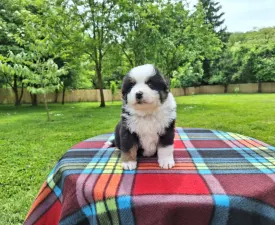 As Good As It Gets-"melvin" - Miniature American Shepherd Puppy for sale