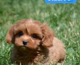 Stuart - Cavapoo Štěně na prodej
