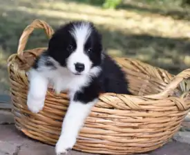 Dazzling Borders Alexander The Moonlight Dancer - Border Collie eladó kiskutya