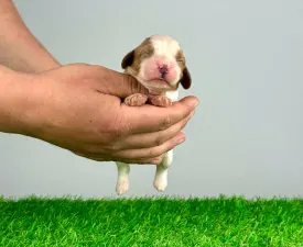 Mayo - Cavalier King Charles spániel eladó kiskutya