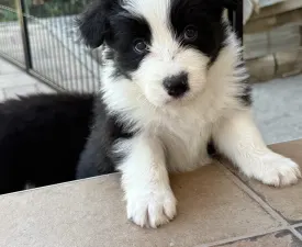Fields Of Treasure Hold The Line - Border Collie eladó kiskutya