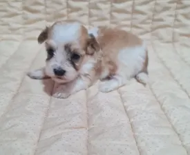 Tobby - Havanese eladó kiskutya