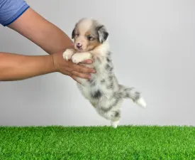 Wolke  - Berger australien Chiot à vendre