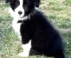 Generico  - Border Collie Angebotener Welpe