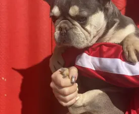 Thomas - Französische Bulldogge Angebotener Welpe