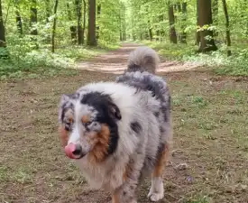 Cezar  - Ausztrál juhászkutya eladó kiskutya