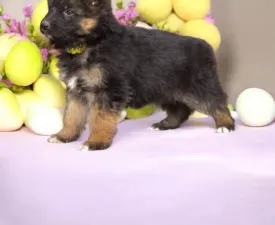 Csereerdei Lina - German Shepherd Dog Puppy for sale