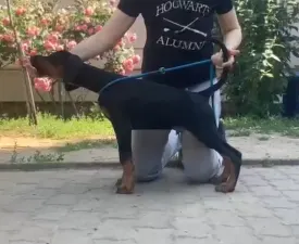Beast Di Bomanite - Dobermann eladó kiskutya