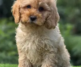 Max - Cavapoo eladó kiskutya