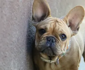 Wendy - French Bulldog Puppy for sale