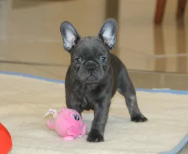 Johnny  - French Bulldog Puppy for sale