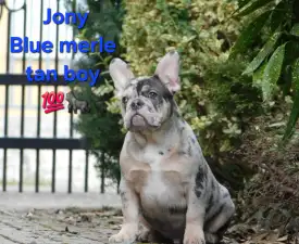 Jony - Francia bulldog eladó kiskutya