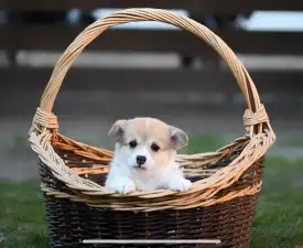 Trinity - Welsh Corgi Pembroke Chiot à vendre