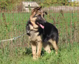Vanna - Cane da pastore tedesco Cucciolo in vendita
