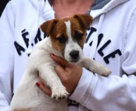 Gold Leash Quantum Quinn - Jack Russell Terrier eladó kiskutya