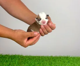 Chita - Welsh Corgi Pembroke Puppy for sale