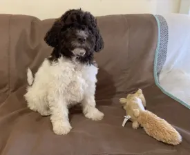 Giacomo - Lagotto Romagnolo eladó kiskutya