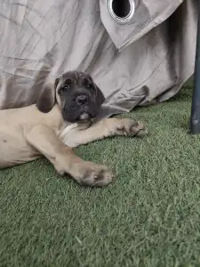 Cane Corso Italiano - Bust